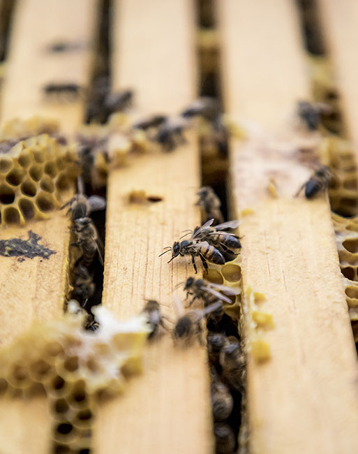 Rohan Meadery 201210_4877