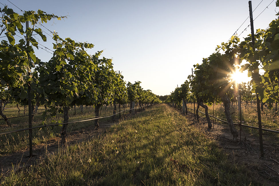 Becker Vineyards 200517_3066