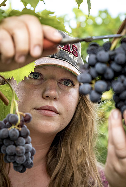 Blue Ostrich Winery 190920_6926