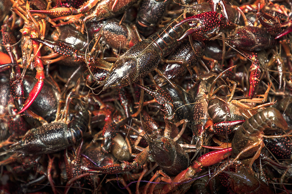Bayou Best Crawfish 210131_8460
