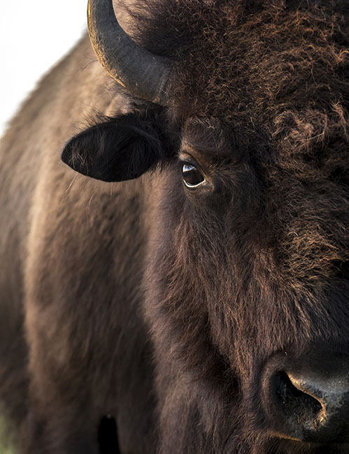 Roam Ranch Bison 200717_6393