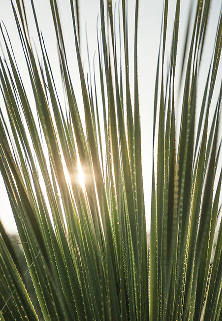 Desert Door Sotol 180513_7908