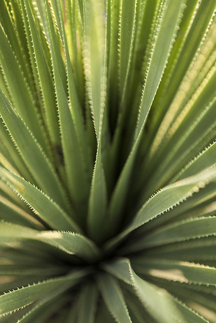 Desert Door Sotol 180513_7880