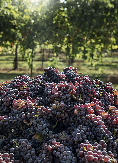 Blue Ostrich Winery merlot grapes 190920_7127